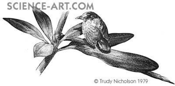 Infant Catbird (Dumetella carolinensis) by Trudy Nicholson