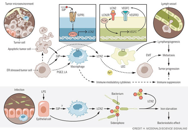 Conserved innate immune mechanisms by Heather McDonald