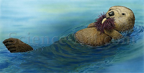 Sea Otter Eating an Urchin by Carol Schwartz