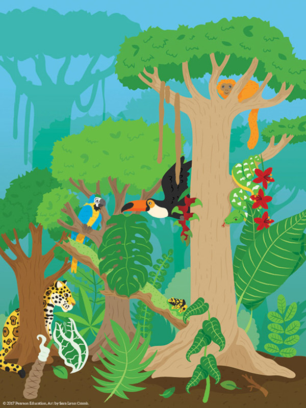 Rainforest by Sara Cramb