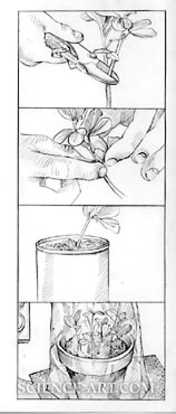 Plant Propagation by Cuttings by Marjorie Leggitt