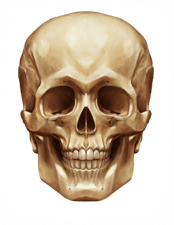 Skull (Anterior View) by C. J. Ellison