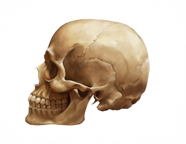 Skull (Lateral View) by C. J. Ellison