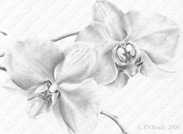Orchid Drawing - Phaelenopsis - DETAIL by Erica Beade