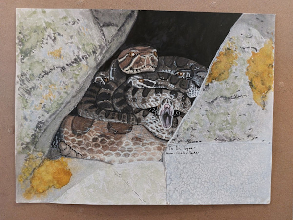 Timber Rattlesnakes in Den by Shelby Becker