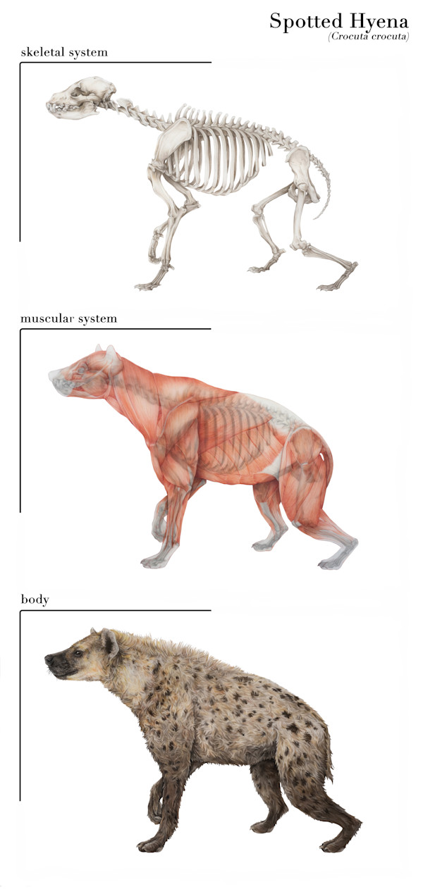 Spotted Hyena by Hannah Cohen