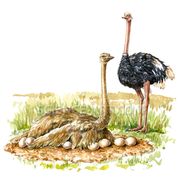 Ostrich - male and female (Struthio camelus) by Marjorie Leggitt