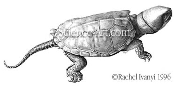 Chinese big-headed turtle by Rachel Ivanyi, AFC
