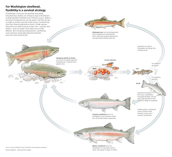 For Washington steelhead, flexibility is a survival strategy by Fiona Martin