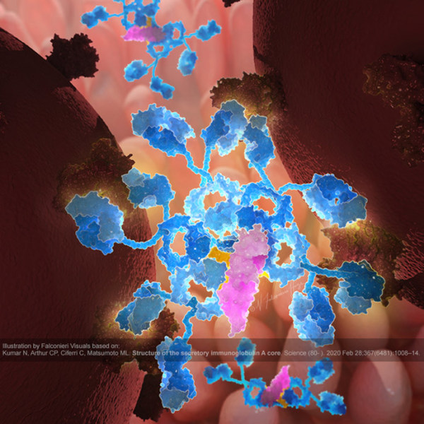 Immunoglobulin A (IgA) Pentamer Binds Virus by Veronica Falconieri Hays