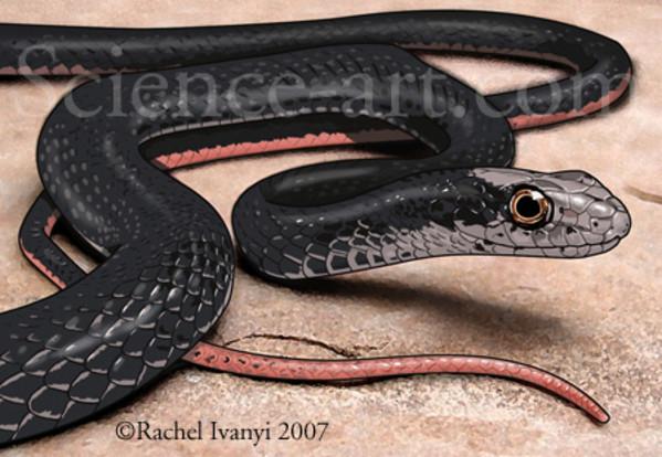 Coachwhip by Rachel Ivanyi, AFC