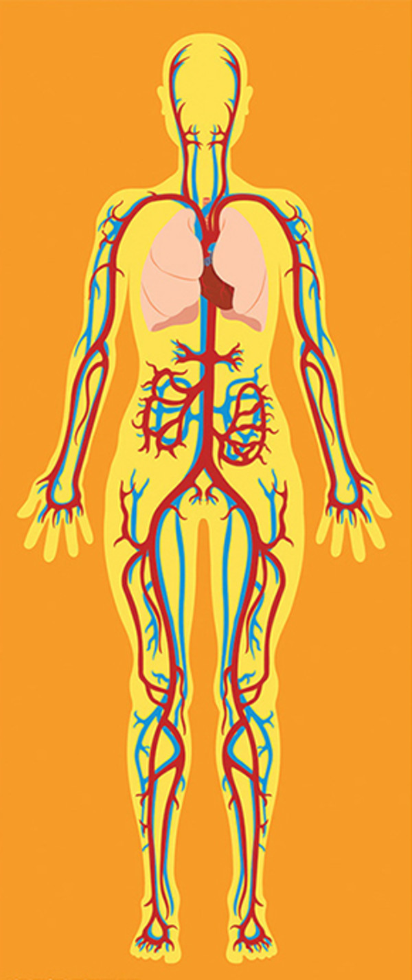 circulatory system by Sara Cramb