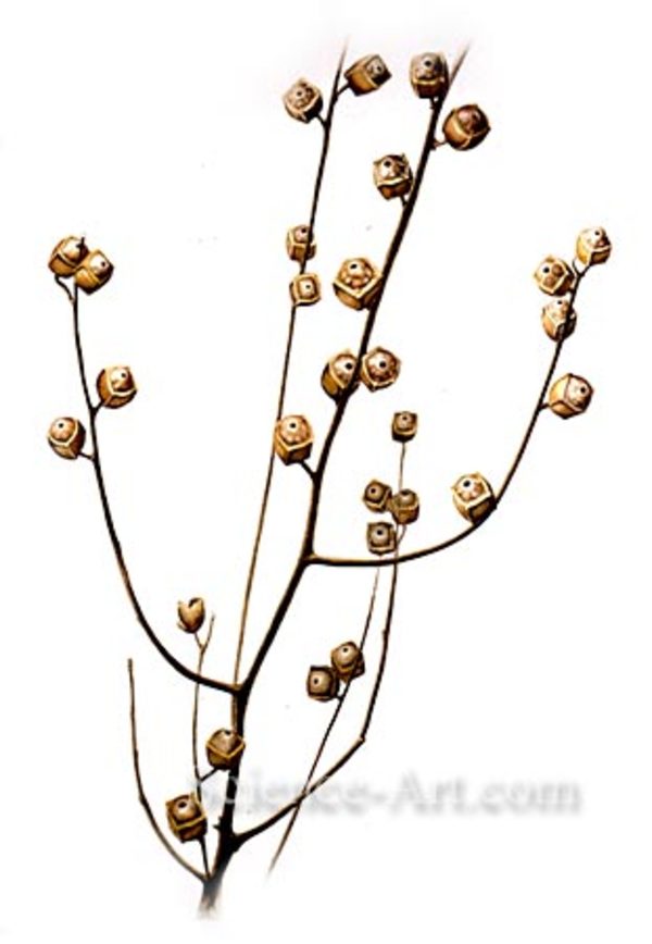 Ludwigia alternifolia by Richard Rauh