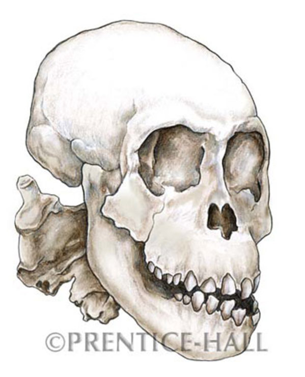 Dikka skull by Gail Guth