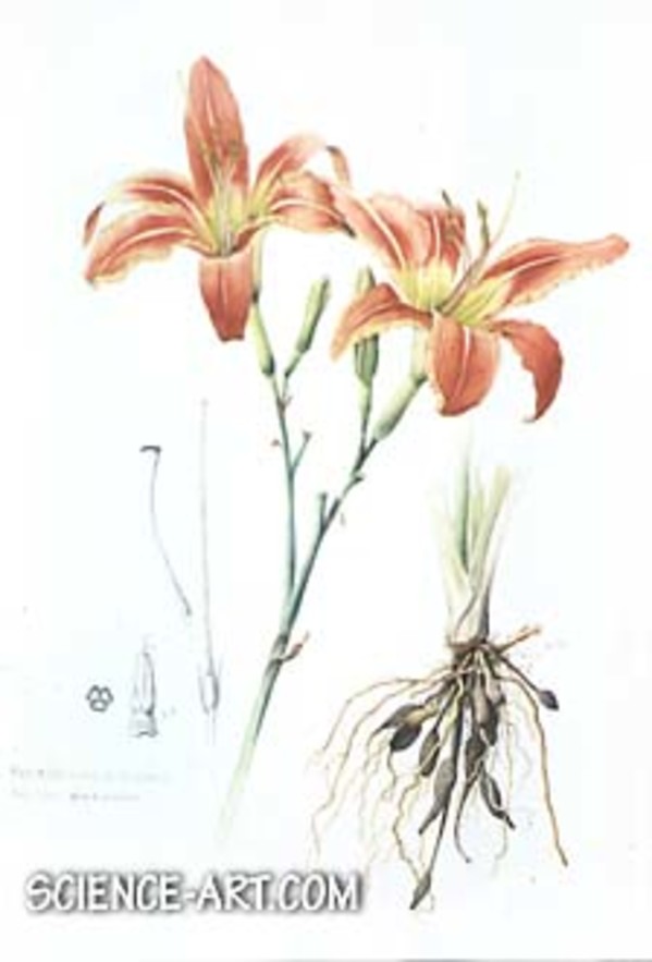 Day Lily - Hemerocallis fulva by Richard Rauh