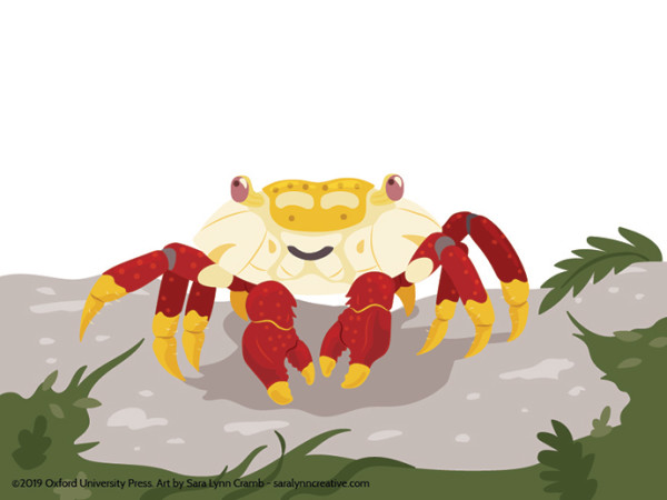 Red rock crab by Sara Cramb