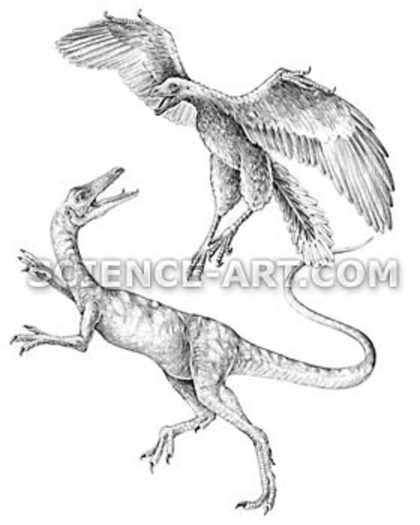 Compsognathus and Archaeopteryx by Marjorie Leggitt