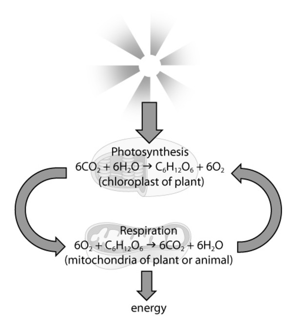 Photosynthesis and Cellular Respiration by Kelly Finan