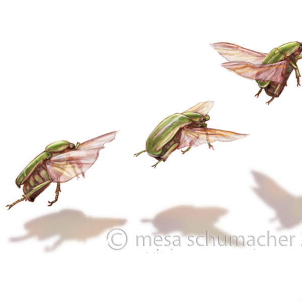 Beetle in flight by Mesa Schumacher