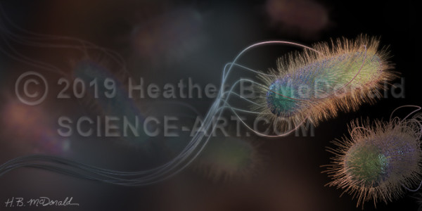 Bacterial ballet by Heather McDonald