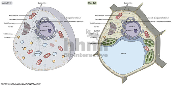 Plant and animal cell comparison by Heather McDonald