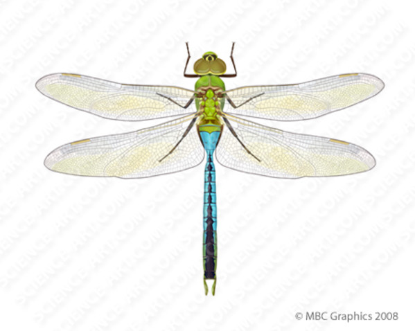 Green Darner Dragonfly (Anax junius) by Erica Beade