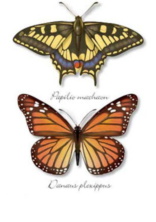 Butterflies by Jennifer Fairman, CMI, FAMI
