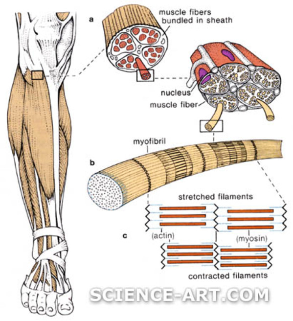 Structure of Skeletal Muscle by Marjorie Leggitt