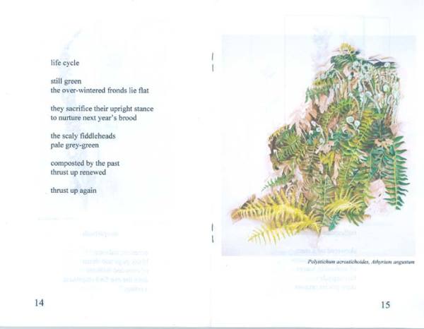 Seed Pods a chapbook of poetry and art by Richard Rauh