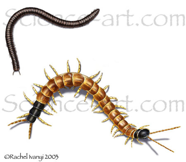 Millipede and Centipede by Rachel Ivanyi, AFC