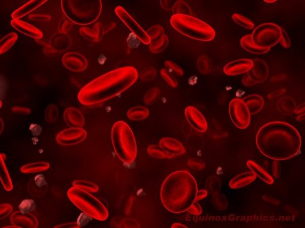 Red blood cells by Dr Jon Heras