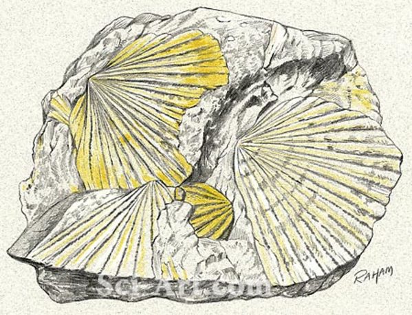 Monotis shells by R. Gary Raham