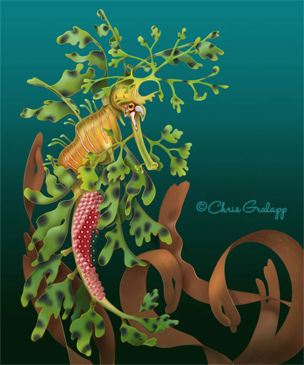 Leafy Sea Dragon by Chris Gralapp