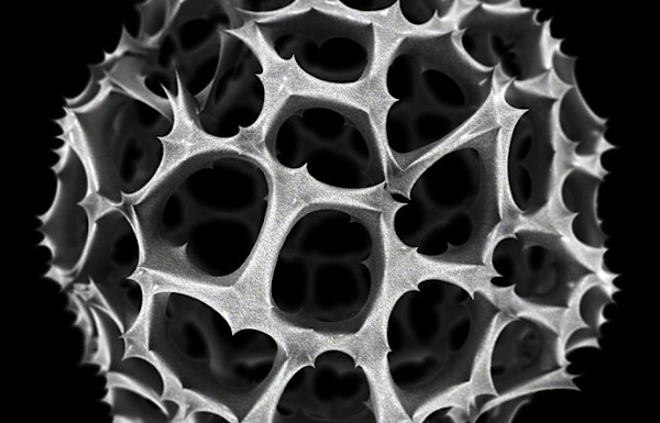 Thorny Radiolarian by Dr Jon Heras