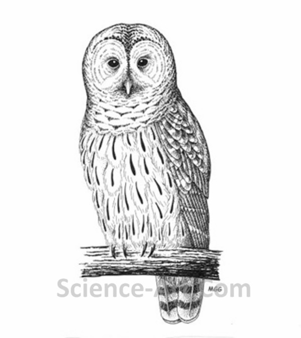 Barred Owl by Margaret Garrison