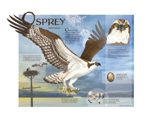 Osprey by Elizabeth Morales