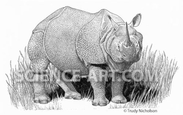 Great One-horned Rhinocerus by Trudy Nicholson
