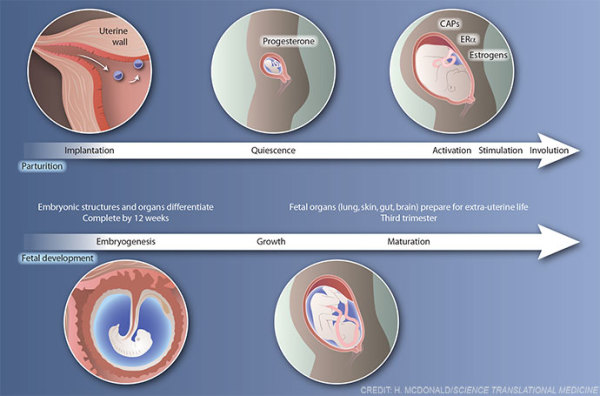 Stages of parturition and fetal development by Heather McDonald