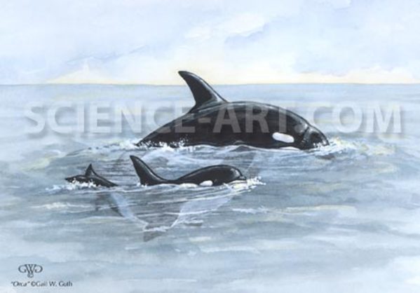 Orca by Gail Guth