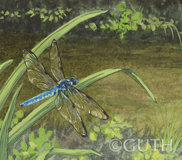 Detail: Great Blue Skimmer Dragonfly by Gail Guth