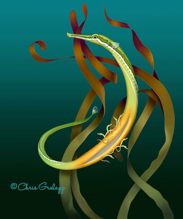Half-banded pipefish by Chris Gralapp