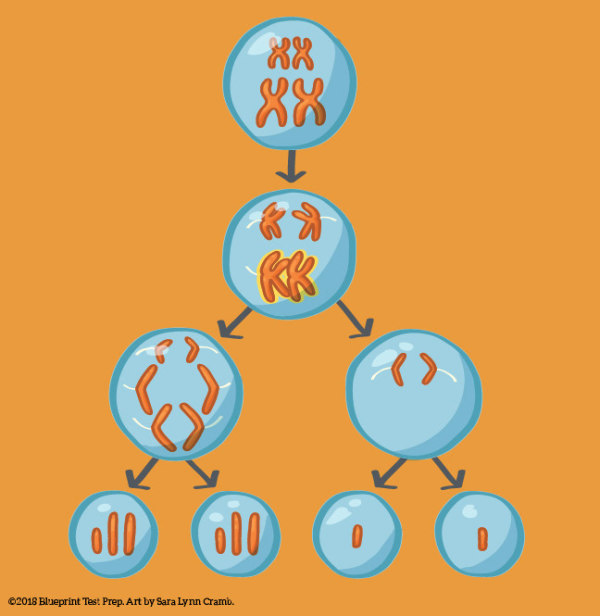 Nondisjunction in meiosis by Sara Cramb