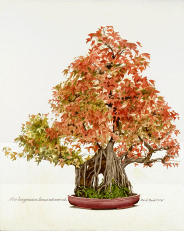 Maple bonsai autumn, Acer buergeranium by Richard Rauh