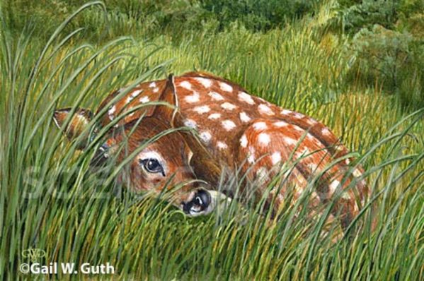 Whitetail Fawn (Detail) by Gail Guth