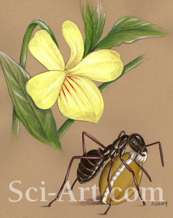 Ant Plant Liaison by R. Gary Raham