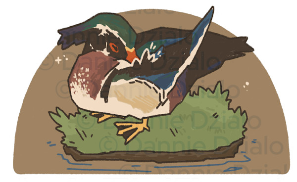 Preening Wood Duck by Dannie Dzialo, Image 1.