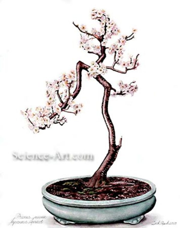 Prunus mume Bonsai by Richard Rauh