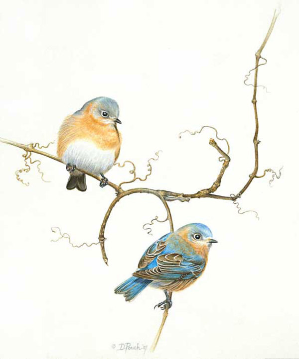 Eastern Bluebird by Dorie Petrochko