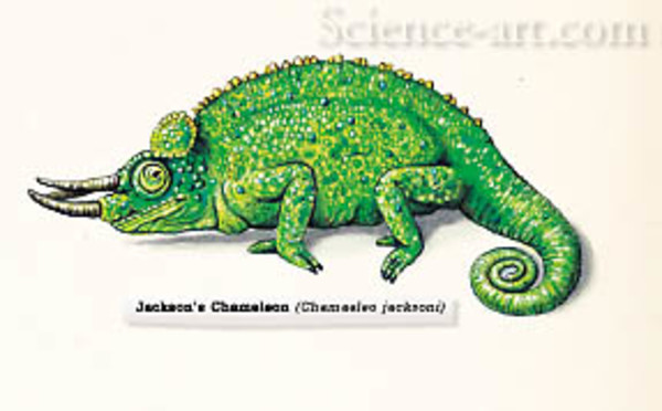 Jackson's Chameleon by Rachel Ivanyi, AFC