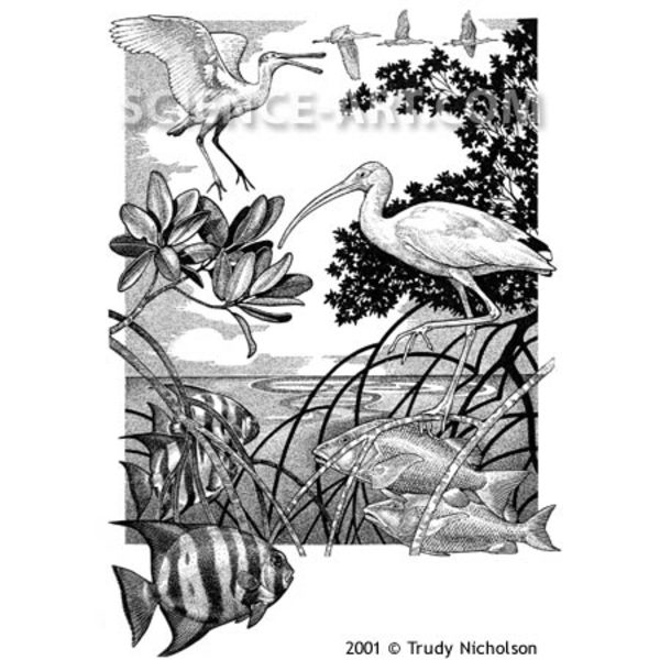 Mangrove Ecosystem by Trudy Nicholson